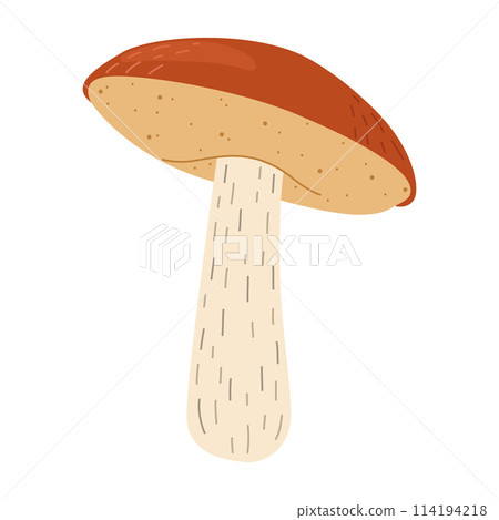 Orange birch bolete mushroom. Leccinum fungi 114194218