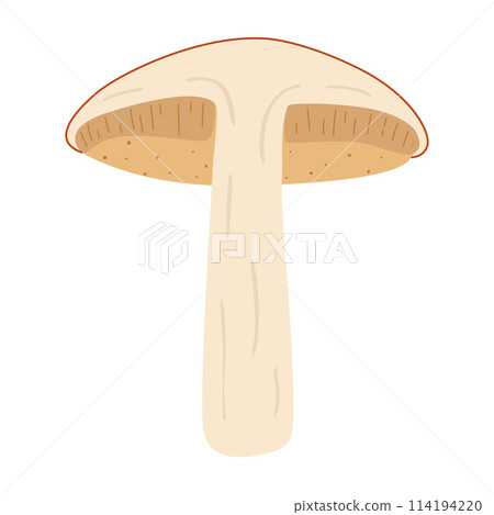 Orange birch bolete. halved mushroom Leccinum fungi 114194220