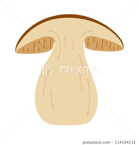 Boletus edulis forest mushroom. Hand drawn Porcini.  114194232