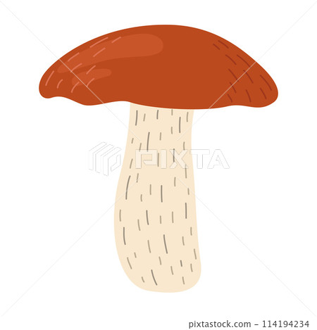 Orange birch bolete mushroom. Leccinum fungi 114194234
