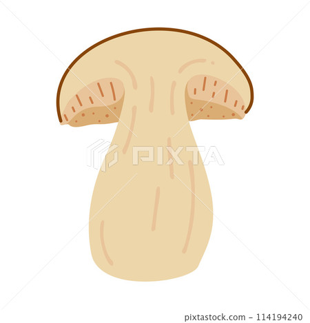 Boletus edulis forest mushroom. Hand drawn Porcini.  114194240