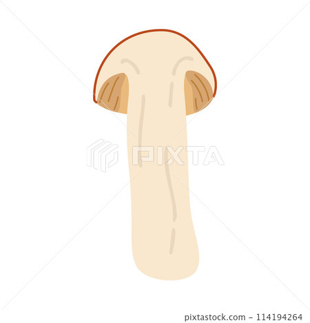 Orange birch bolete. halved mushroom Leccinum fungi 114194264