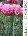 Pale pink rose-like tulips 114194290
