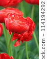 Red double petal tulip 114194292