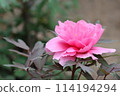 Beautiful pink peony 114194294