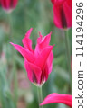 Red tulip with long petals 114194296
