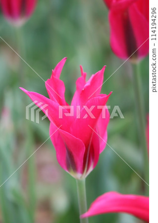 Red tulip with long petals Red tulip with long petals 114194296
