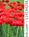 A cluster of red double-petaled tulips 114194298