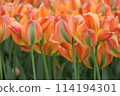 A cluster of orange petaled tulips 114194301