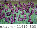 Dark purple tulip flower field 114194303