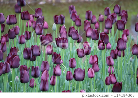 Dark purple tulip flower field Dark purple tulip flower field 114194303