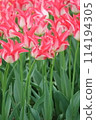 A field of pink and white tulips with long petals 114194305
