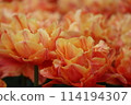 Close-up of orange double tulips 114194307