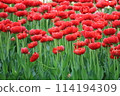 Red tulip field 114194309