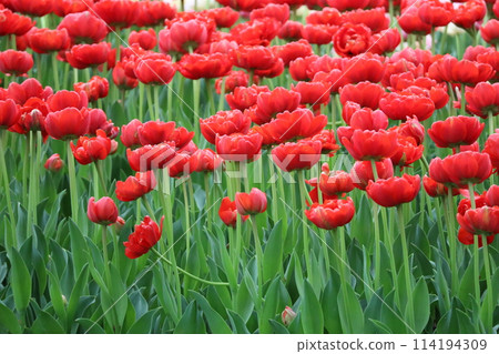 Red tulip field Red tulip field 114194309