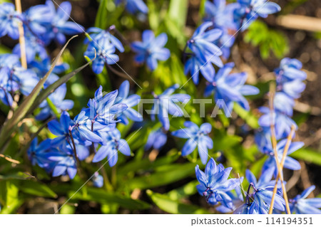 Wild blue spring flowers on a spring day. Natural macro photo Wild blue spring flowers on a spring day. Natural macro photo 114194351