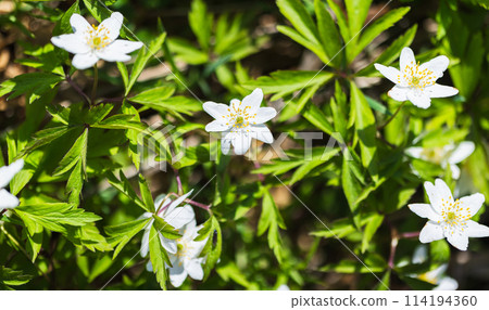 Wild white flowers, Anemone nemorosa Wild white flowers, Anemone nemorosa 114194360