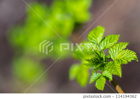 Young green leaves on a raspberry bush branch 114194362