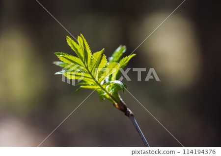 Young green leaves on a rowan tree branch 114194376