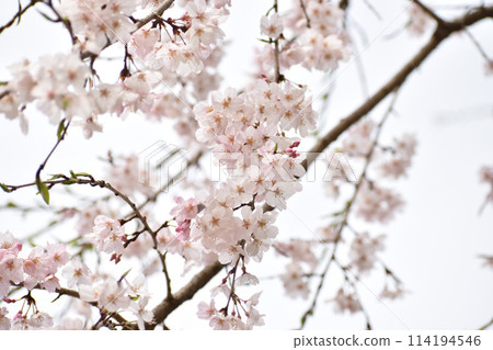美麗綻放的垂枝櫻花 114194546