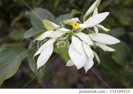 close up of Mussaenda philippica flower 114194555
