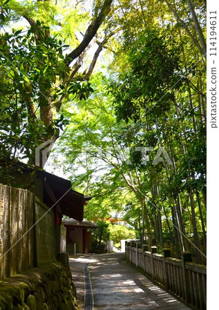 鮮綠色的瀧穀不動 114194611