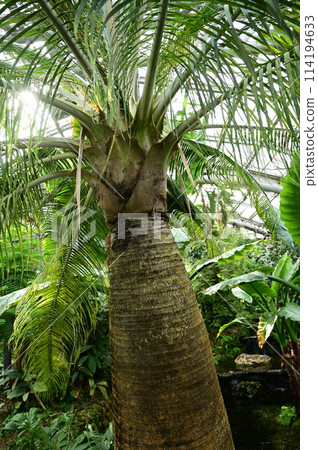 Water palm (Arecaceae) and greenhouse Water palm (Arecaceae) and greenhouse 114194633