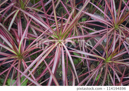 colorful foliage leaves of Dracaena reflexa 114194896