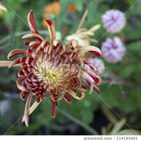 Dendranthema grandiflorum flowers 114195005