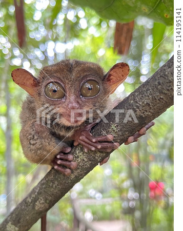 Bohol Tarsier Bohol Tarsier 114195141
