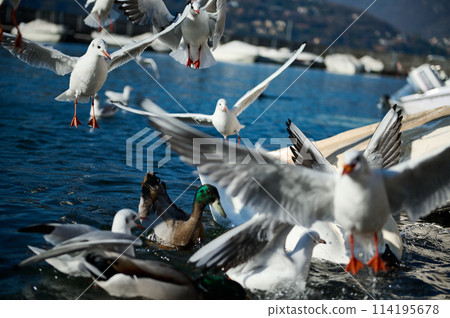 Birds swimming and flying above the lake of Como. Italian alps mountains on the background. Lombardy. Italy. Animals theme. Animals and nature. Animals in wildlife. 114195678