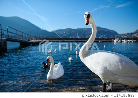 A couple of beautiful white swans, swimming on the lake of Como with transparent clean water against Italian Alps mountains background A couple of beautiful white swans, swimming on the lake of Como with transparent clean water against Italian Alps mountains background 114195682