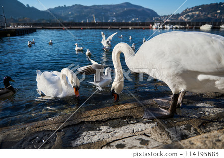 Beautiful white swans and other birds eat and feed on Lake Como in Italy, against the background of blue clear sky and Alps mountains background. Animals theme. Nature. Wildlife. Beautiful white swans and other birds eat and feed on Lake Como in Italy, against the background of blue clear sky and Alps mountains background. Animals theme. Nature. Wildlife. 114195683