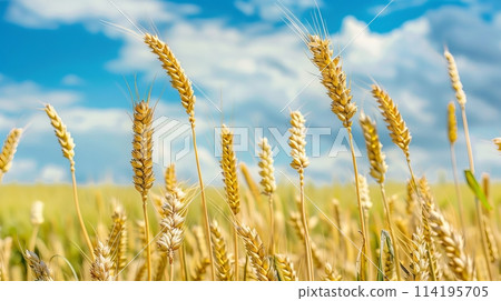 Khorasan wheat field under a sunny sky with fluffy clouds 114195705