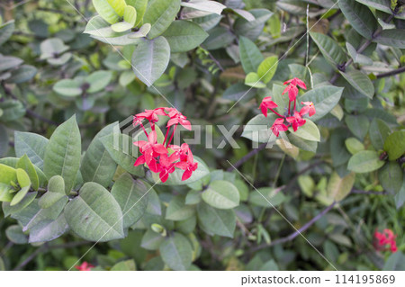 Ixora javanica or Asoka flower in bloom 114195869