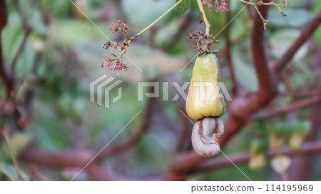 Flawed cashew nut fruits with scars and marks which were caused by disease and lack of fertilizer and water Flawed cashew nut fruits with scars and marks which were caused by disease and lack of fertilizer and water 114195969