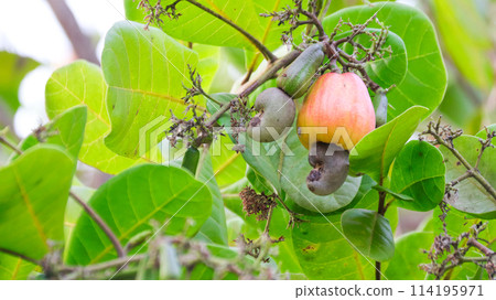 Flawed cashew nut fruits with scars and marks which were caused by disease and lack of fertilizer and water 114195971