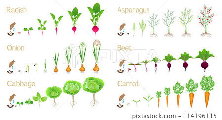 Set of cycles of growth of vegetables on a white background. 114196115