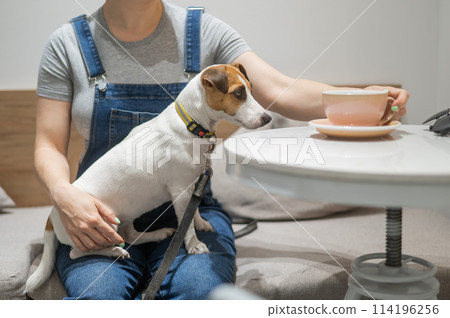 Jack Russell sits on the lap of the hostess in a cafe. Woman drinking coffee in a dog friendly cafe. 114196256