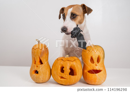 Jack Russell Terrier dog holding a bat next to three jack-o-lanterns on a white background. 114196298