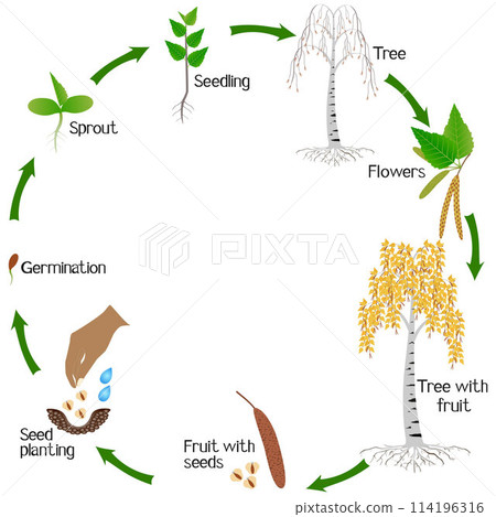 A growth cycle of a birch plant on a white background. 114196316