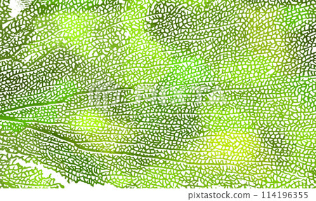 Skeleton green leaf background. Not AI. Vector illustration 114196355