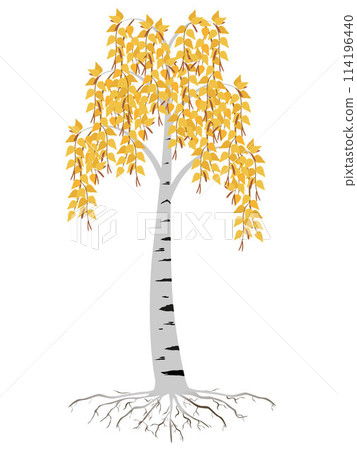 Autumn birch tree with roots on a white background. 114196440