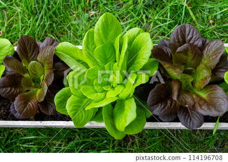 Fresh organic green leaves lettuce salad plant 114196708
