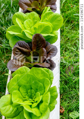 Fresh organic green leaves lettuce salad plant Fresh organic green leaves lettuce salad plant 114196711