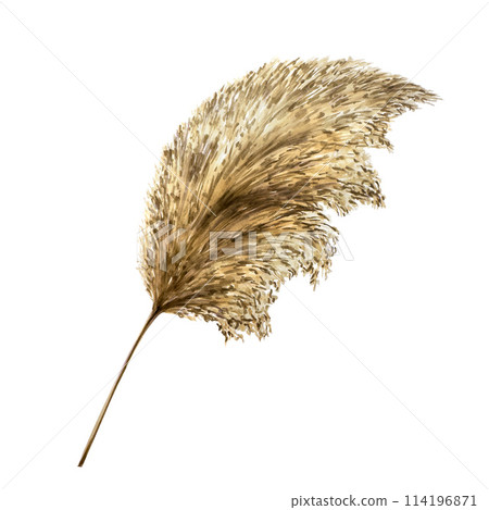 Realistic boho dry plant. Watercolor hand drawn Pampas Grass isolated on transparent background. Christmas, winter and wedding illustration. For designers, invitations, decoration, postcards, wrapping 114196871