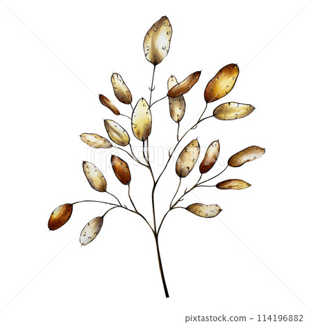 Realistic boho dried branch. Watercolor hand drawn berries, flower, grass clipart isolated on background. Christmas, winter, halloween and wedding illustration. For designers, invitations, decoration, 114196882