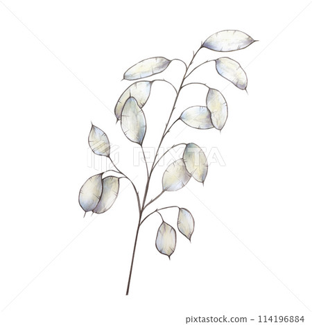 Realistic boho dried branch. Watercolor hand drawn lunaria, flower, grass clipart isolated on background. Christmas, winter, halloween and wedding illustration. For designers, invitations, decoration, 114196884