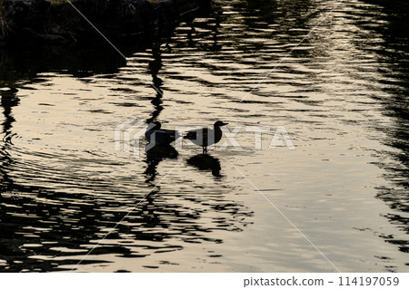 夕陽染紅的水面和鴨子 夕陽染紅的水面和鴨子 114197059