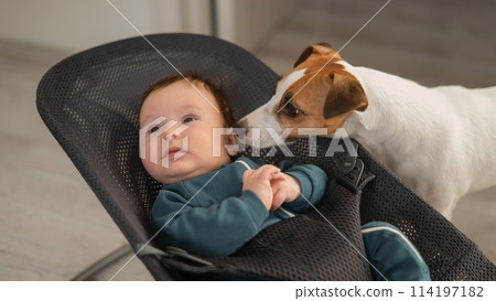 A dog licks the face of a cute three-month-old boy dressed in blue overalls in a baby lounger.  114197182